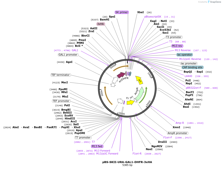 188934-plasmid-map-sequence-id-371340