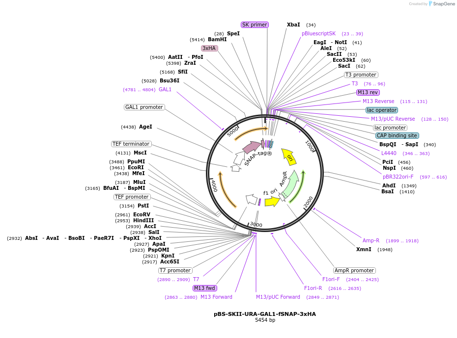 188935-plasmid-map-sequence-id-371341