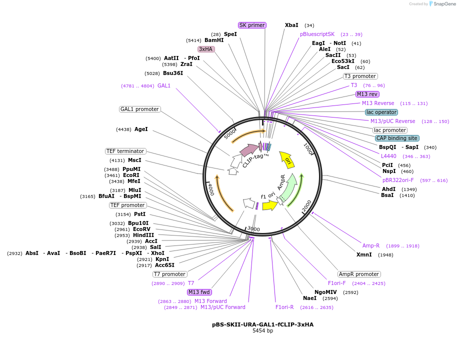 188936-plasmid-map-sequence-id-371342