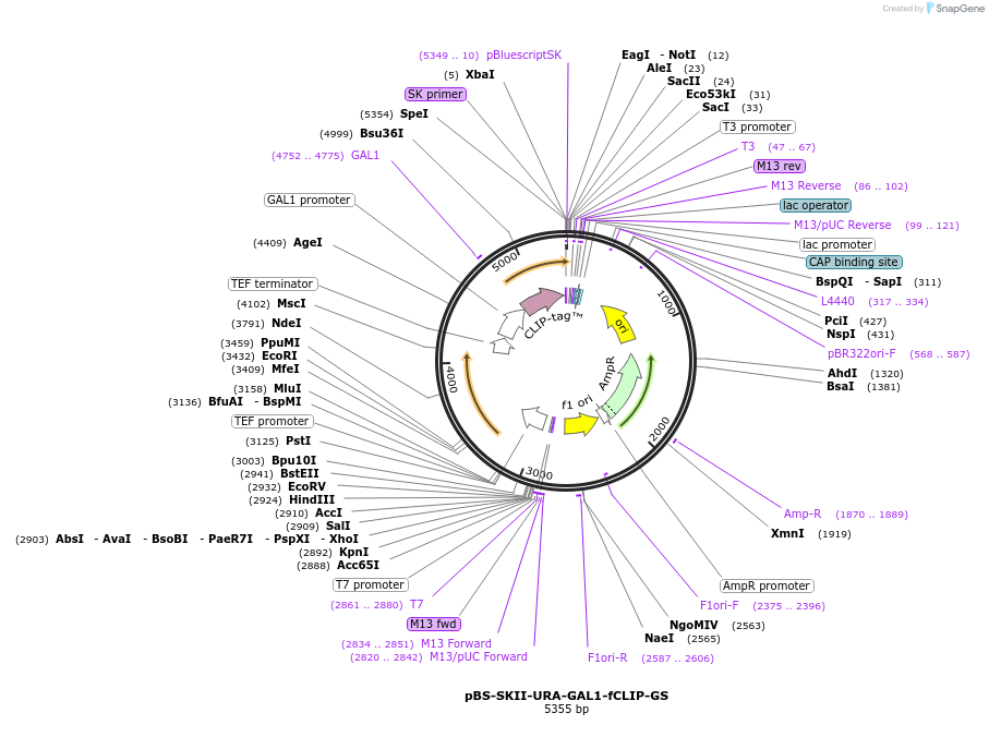 188939-plasmid-map-sequence-id-371345