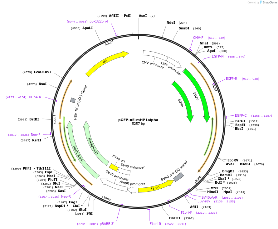 181895-plasmid-map-sequence-id-371355