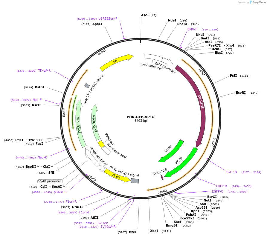 183927-plasmid-map-sequence-id-371358