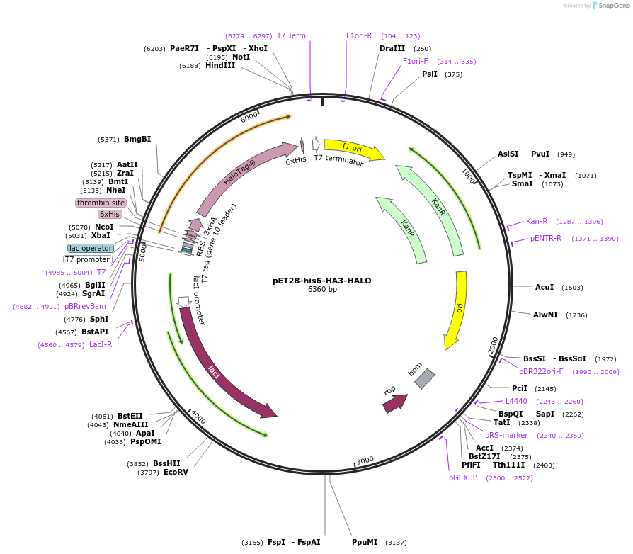 188943-plasmid-map-sequence-id-371360