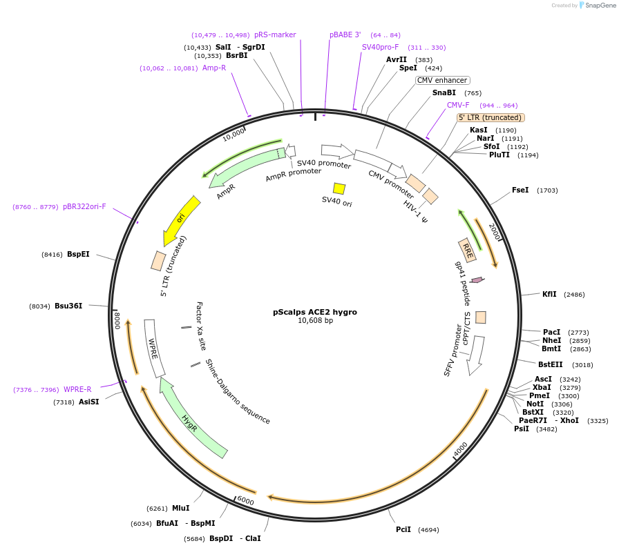 184786-plasmid-map-sequence-id-371366