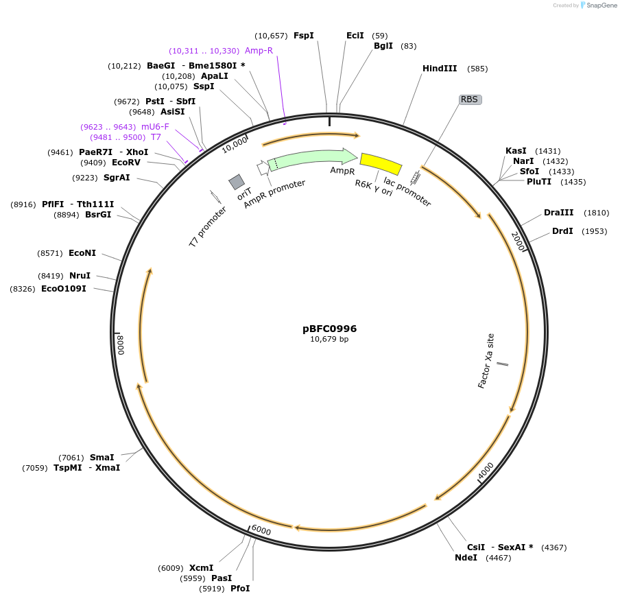 186695-plasmid-map-sequence-id-371382