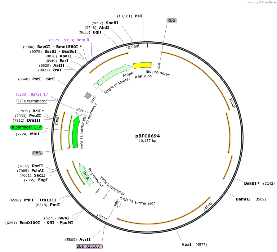 186693-plasmid-map-sequence-id-371383