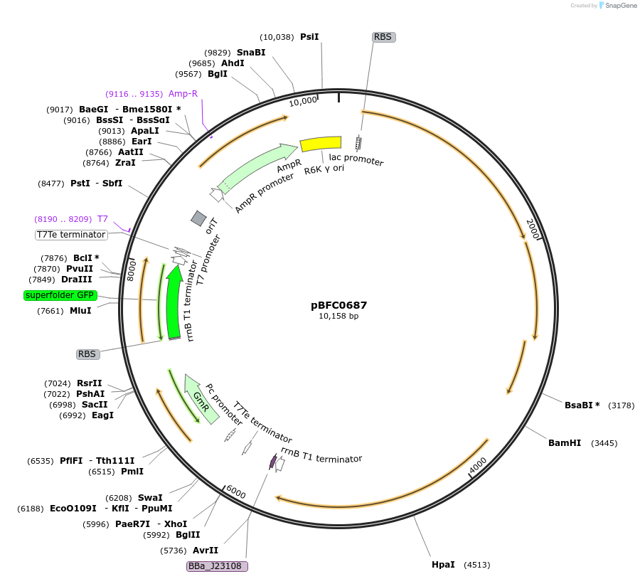 186692-plasmid-map-sequence-id-371384