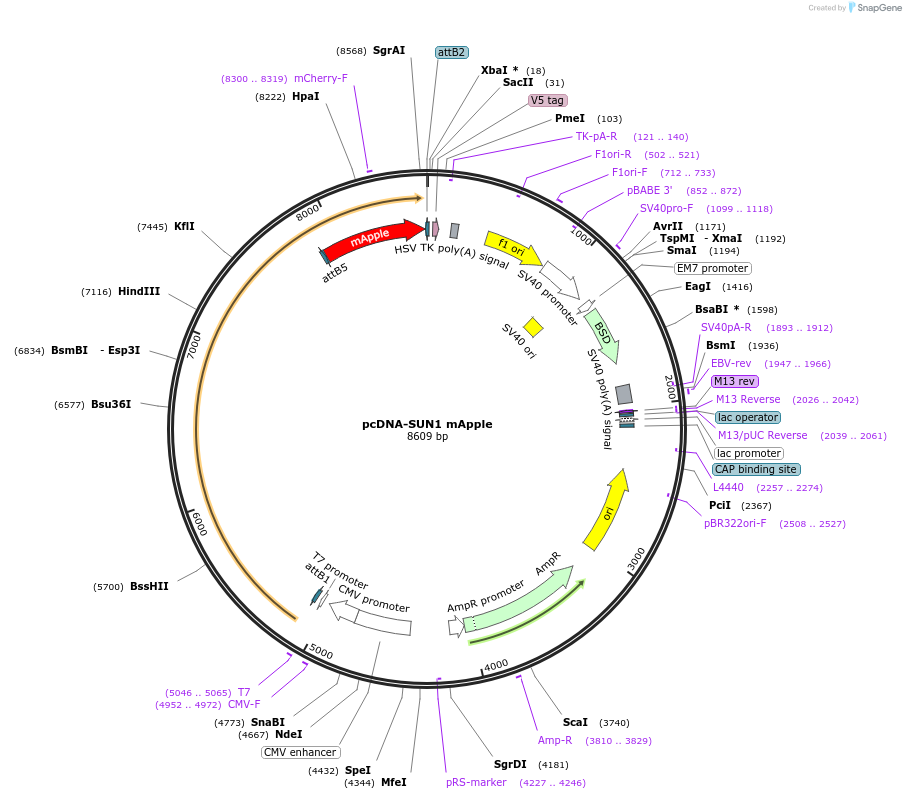187676-plasmid-map-sequence-id-371387