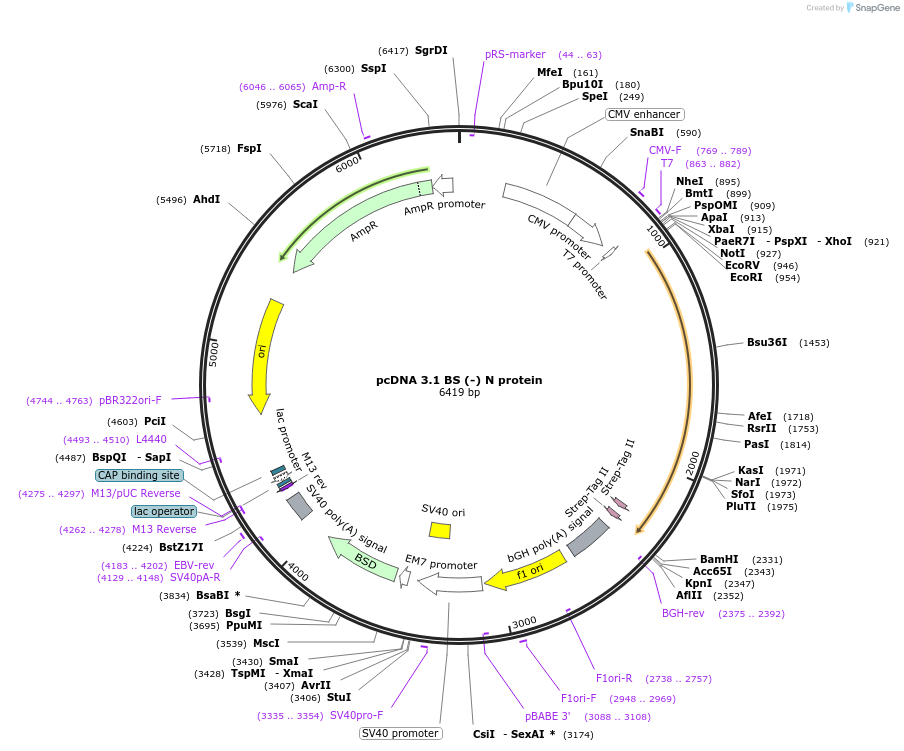188448-plasmid-map-sequence-id-371388