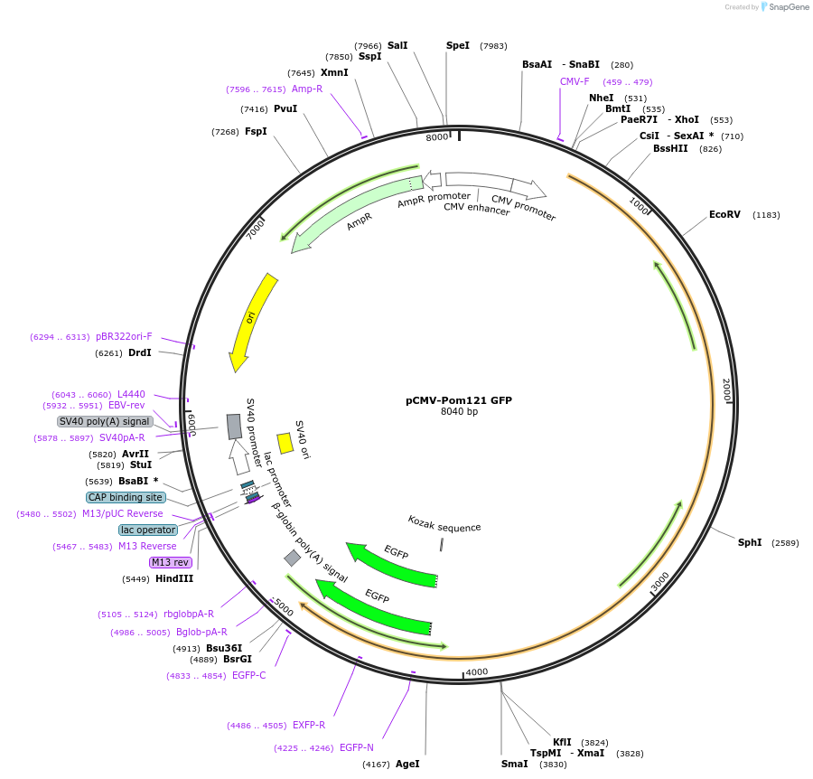187680-plasmid-map-sequence-id-371389