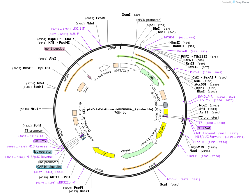 189957-plasmid-map-sequence-id-371396