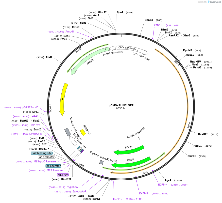 187684-plasmid-map-sequence-id-371399