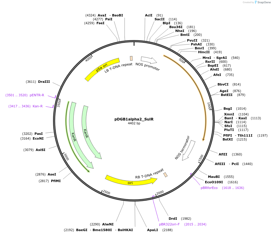 186425-plasmid-map-sequence-id-371402