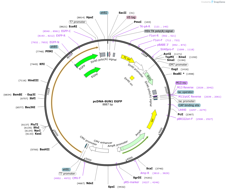 187675-plasmid-map-sequence-id-371404