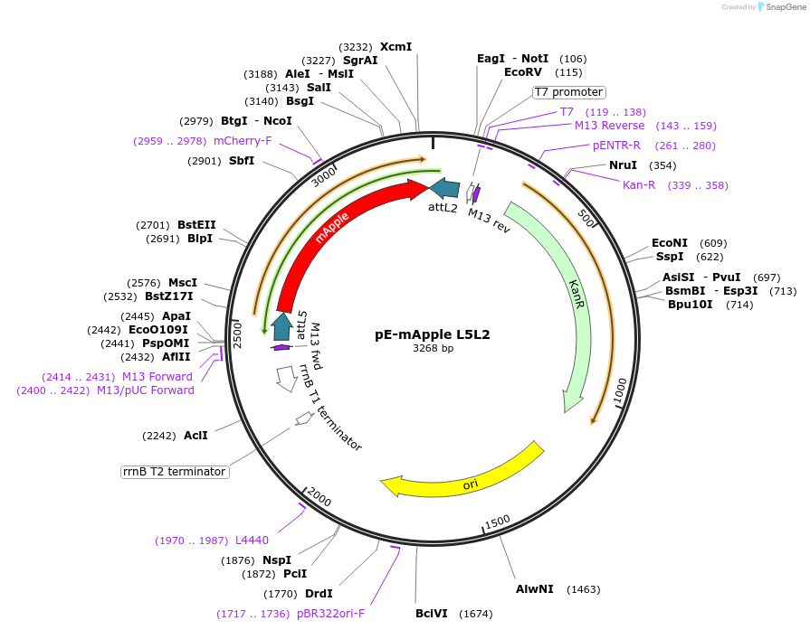 187690-plasmid-map-sequence-id-371407
