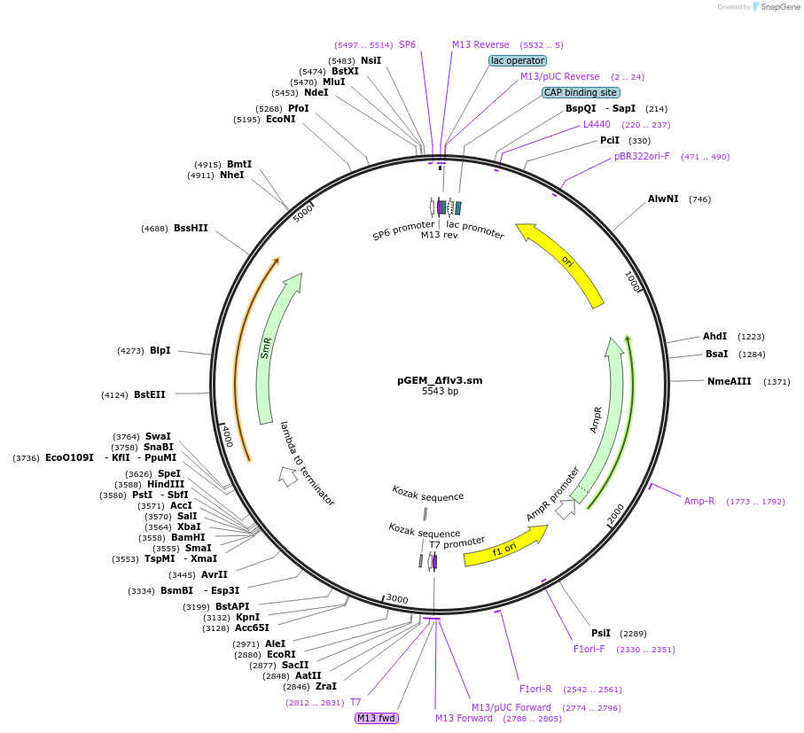 185533-plasmid-map-sequence-id-371409
