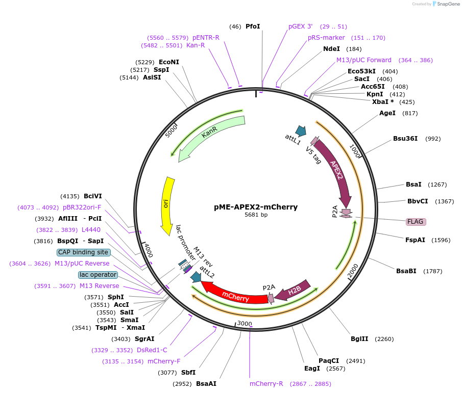 188944-plasmid-map-sequence-id-371412