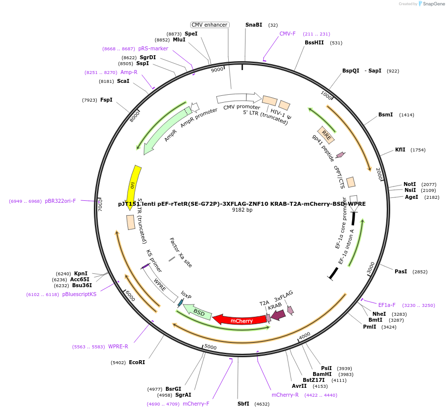 188757-plasmid-map-sequence-id-371416