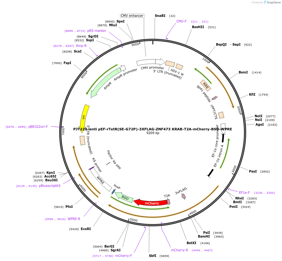 188759-plasmid-map-sequence-id-371419