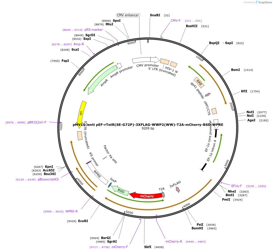 188756-plasmid-map-sequence-id-371421