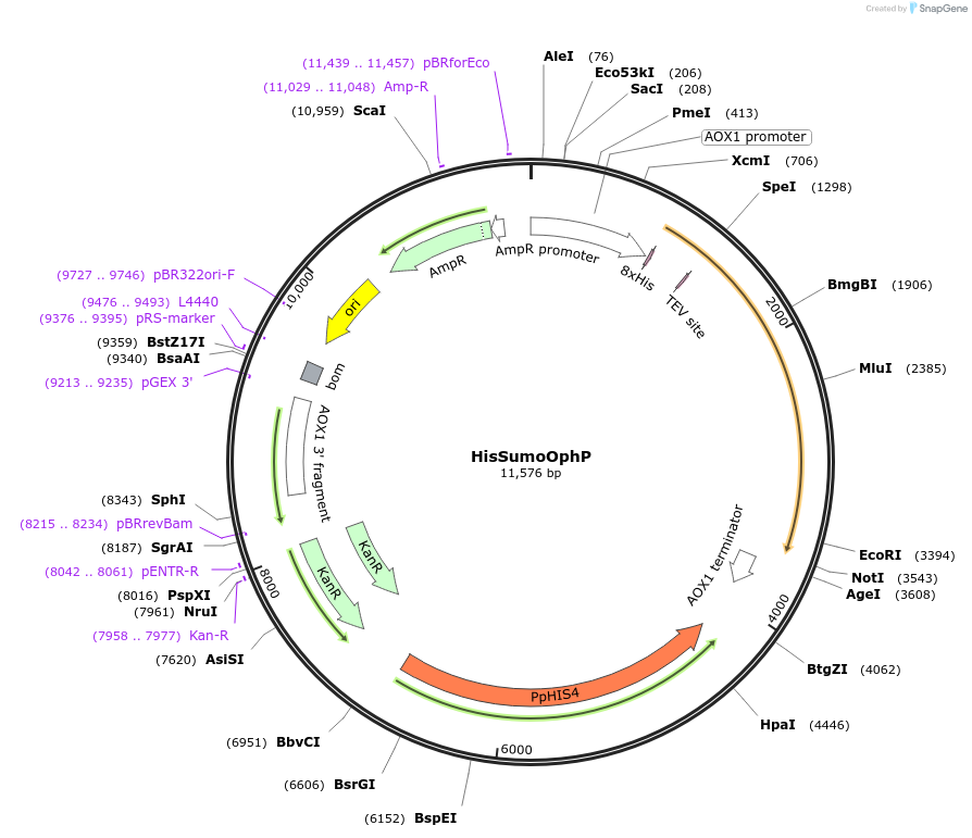 189672-plasmid-map-sequence-id-371424