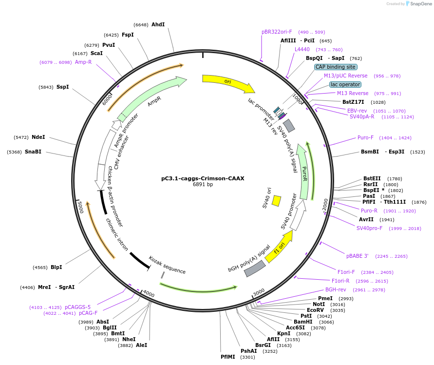 190041-plasmid-map-sequence-id-371426