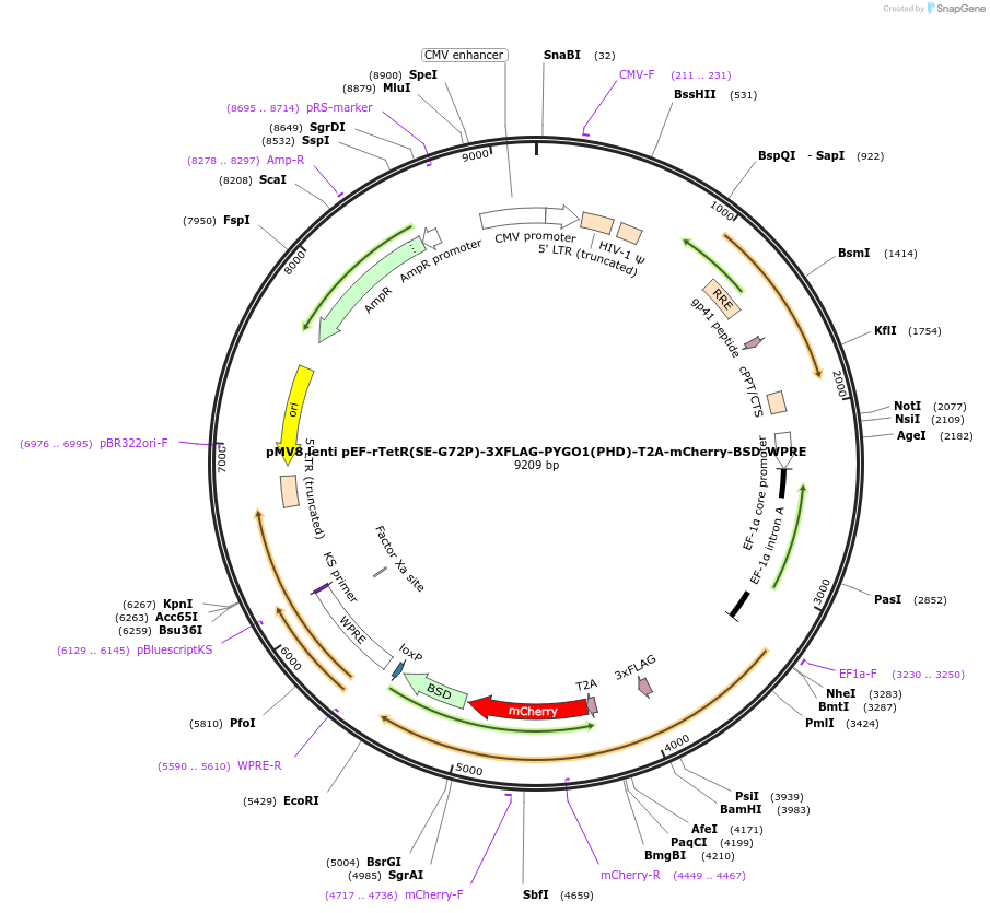 188754-plasmid-map-sequence-id-371429