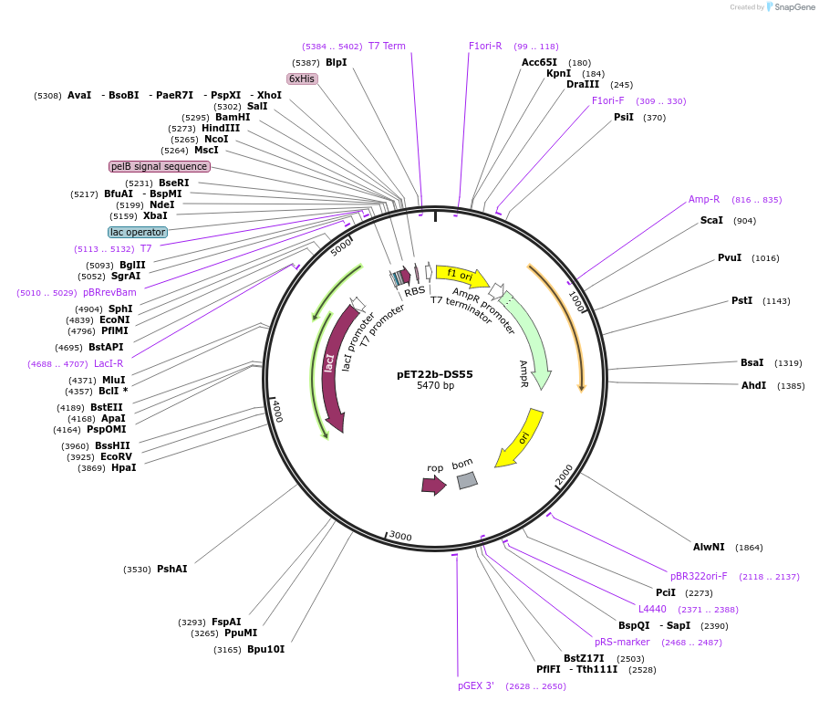 187175-plasmid-map-sequence-id-371430