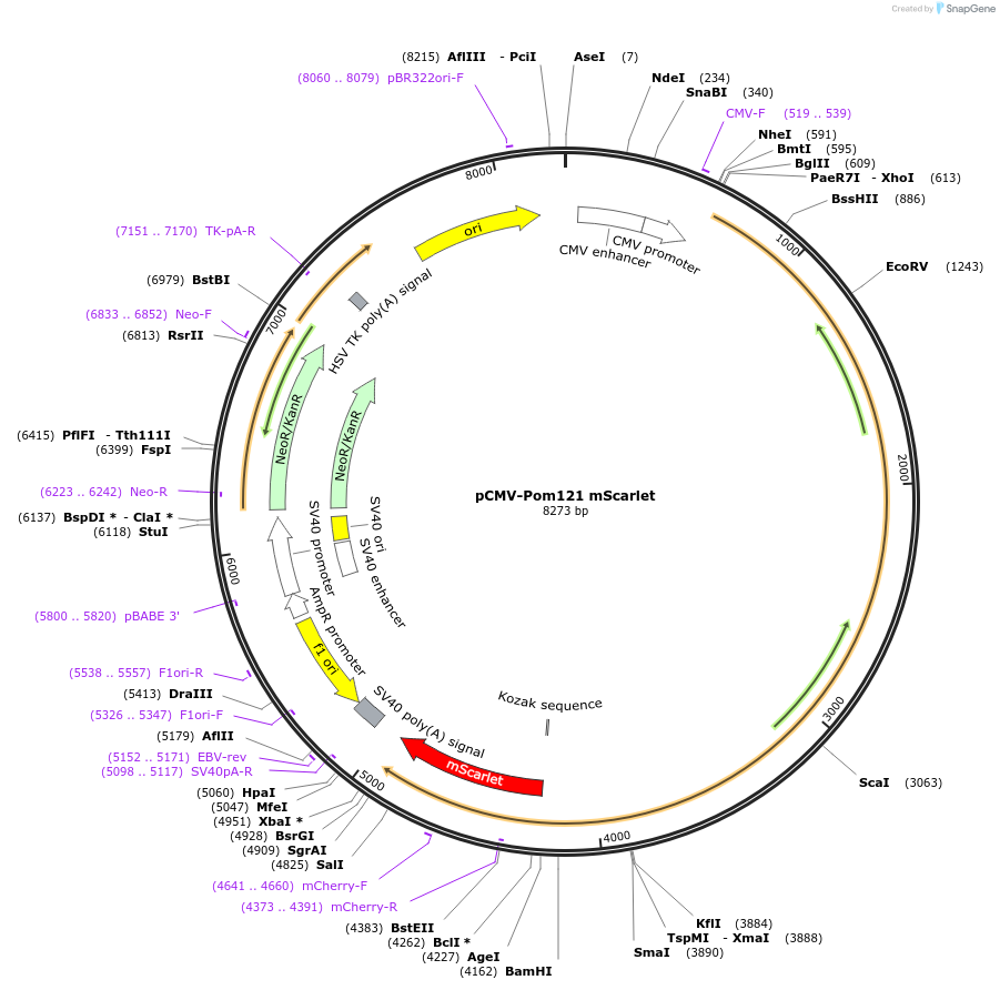 187681-plasmid-map-sequence-id-371434