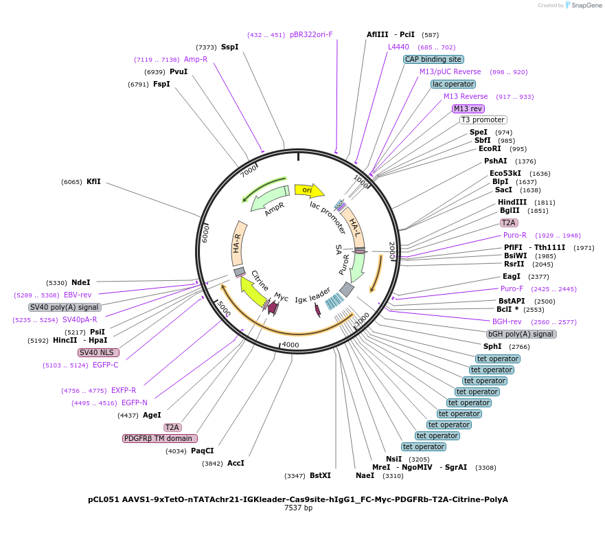 188745-plasmid-map-sequence-id-371435
