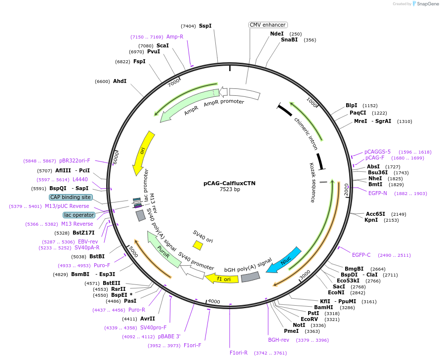 190068-plasmid-map-sequence-id-371440