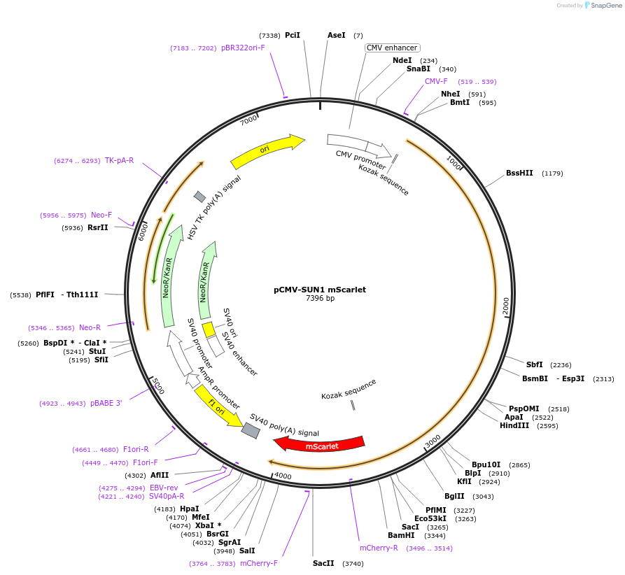 187683-plasmid-map-sequence-id-371441