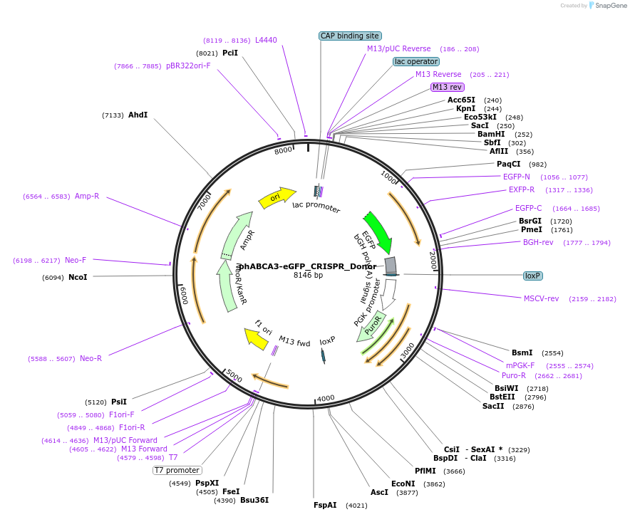 188540-plasmid-map-sequence-id-371442