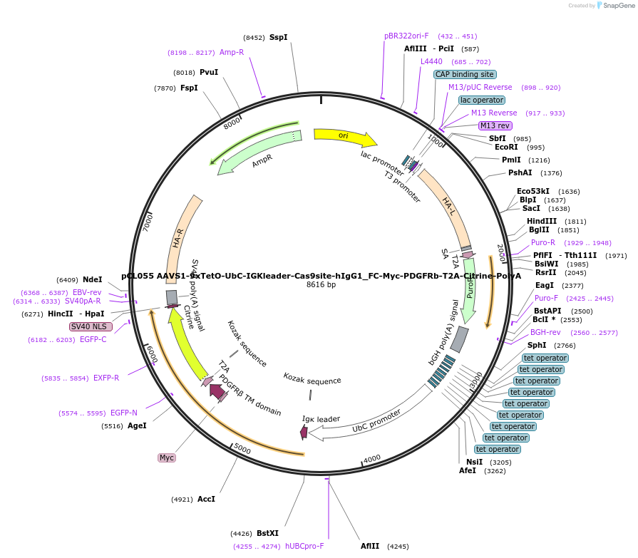 188747-plasmid-map-sequence-id-371444