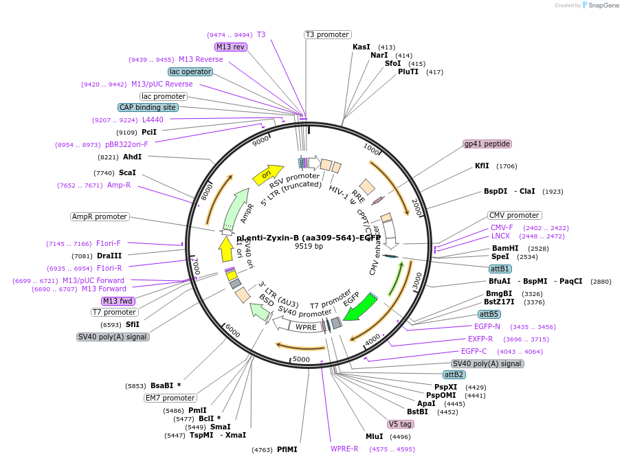 187694-plasmid-map-sequence-id-371445
