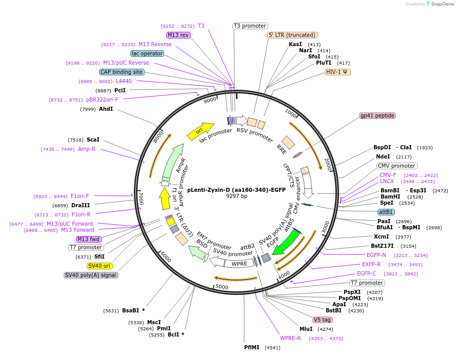 187696-plasmid-map-sequence-id-371446