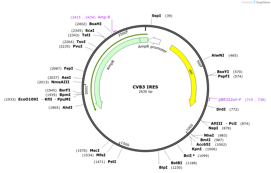 189968-plasmid-map-sequence-id-371447