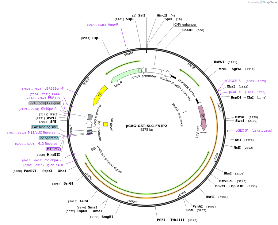 189869-plasmid-map-sequence-id-371455