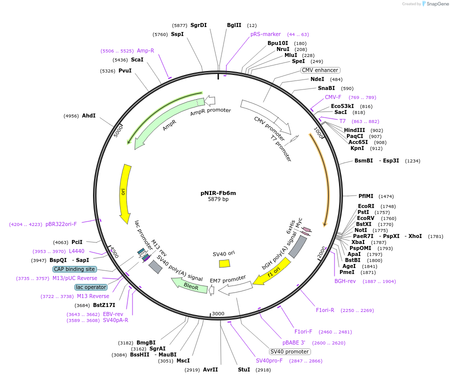 184680-plasmid-map-sequence-id-371458