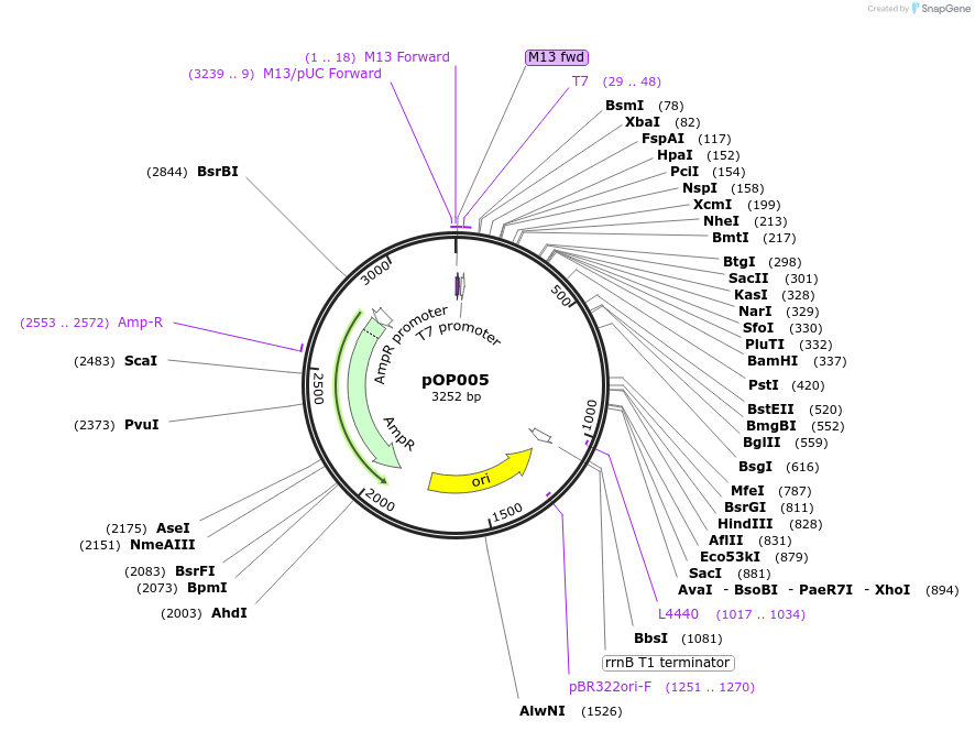 186030-plasmid-map-sequence-id-371540