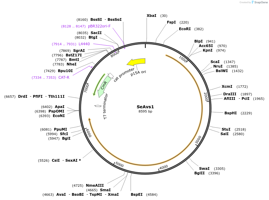 188786-plasmid-map-sequence-id-371544