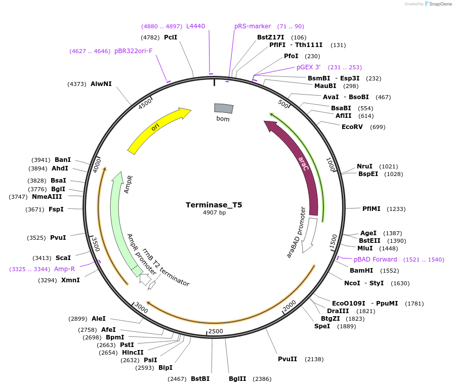 188855-plasmid-map-sequence-id-371547