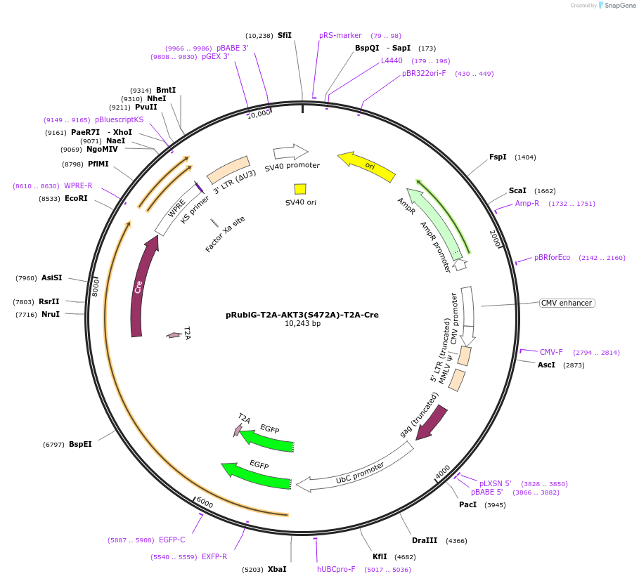 189009-plasmid-map-sequence-id-371587
