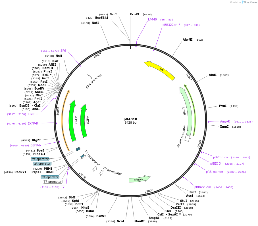 190002-plasmid-map-sequence-id-371596