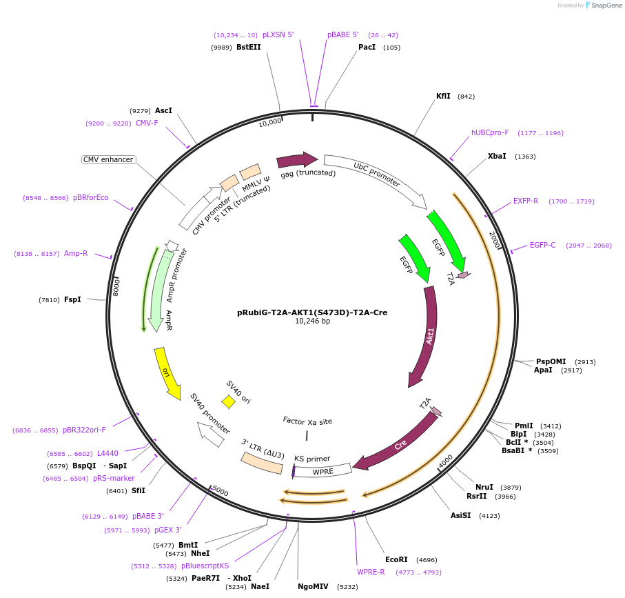 189013-plasmid-map-sequence-id-371606