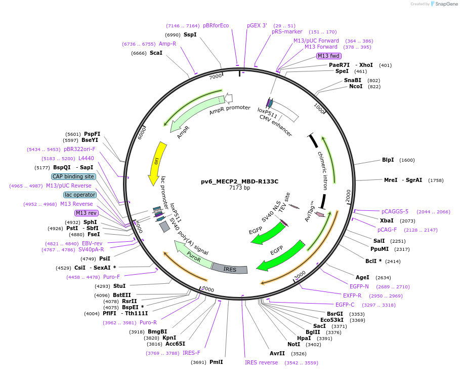 179409-plasmid-map-sequence-id-371616