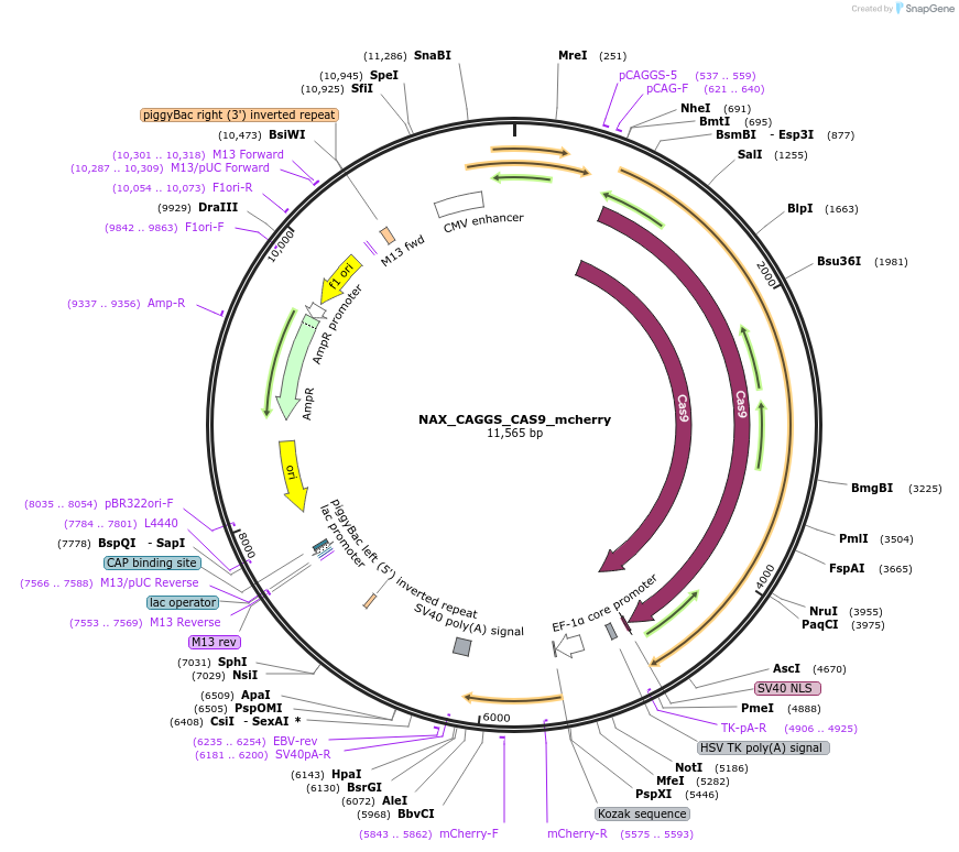 167862-plasmid-map-sequence-id-371632