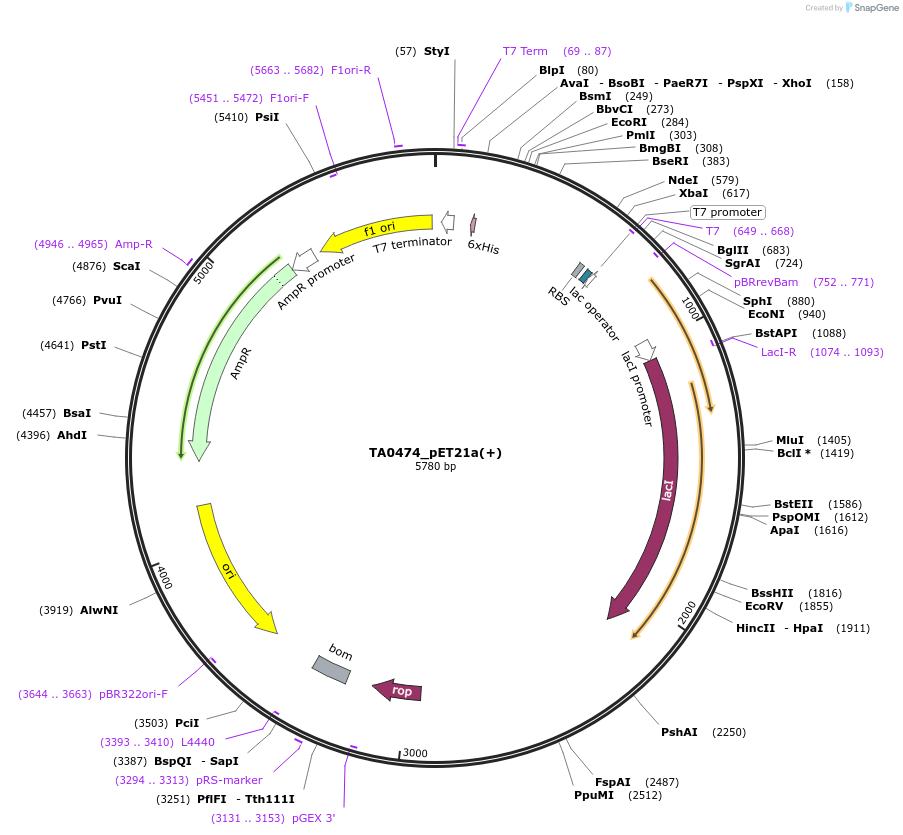 13839-plasmid-map-sequence-id-371638