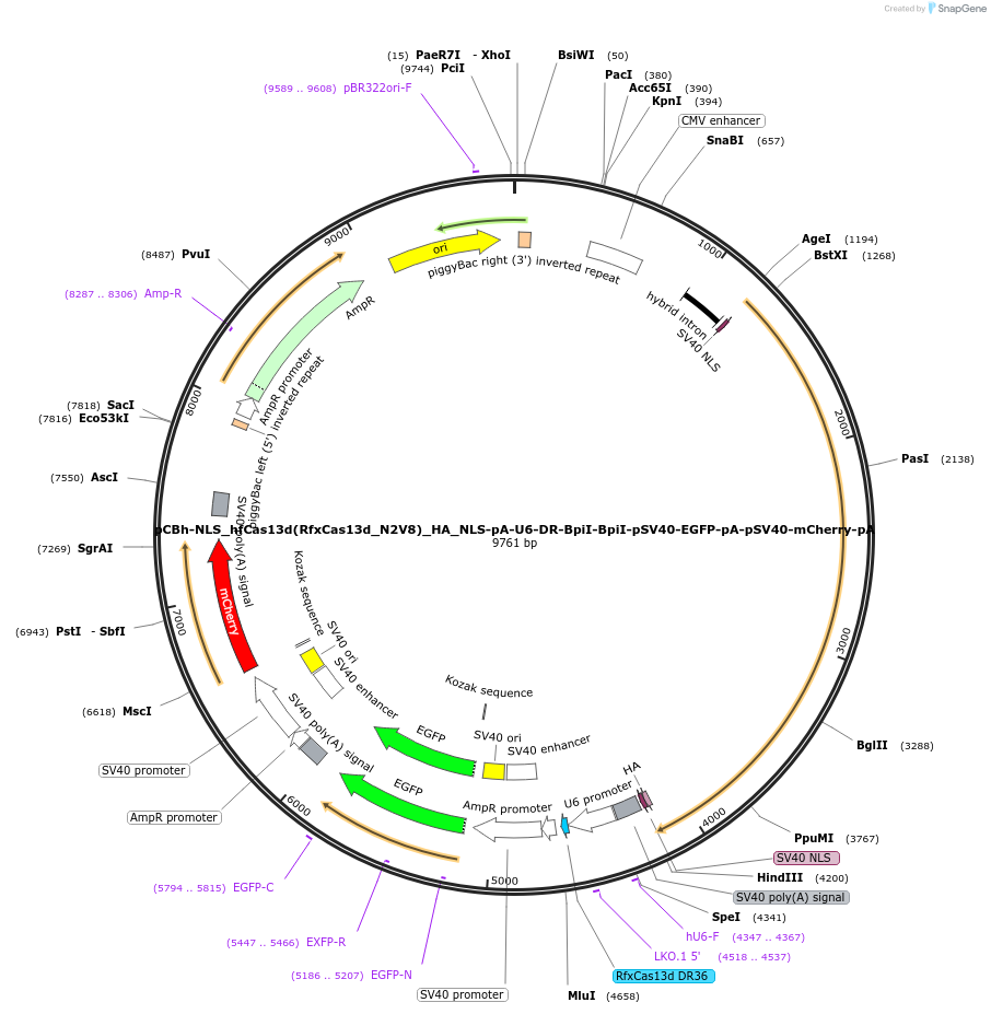 190034-plasmid-map-sequence-id-371641