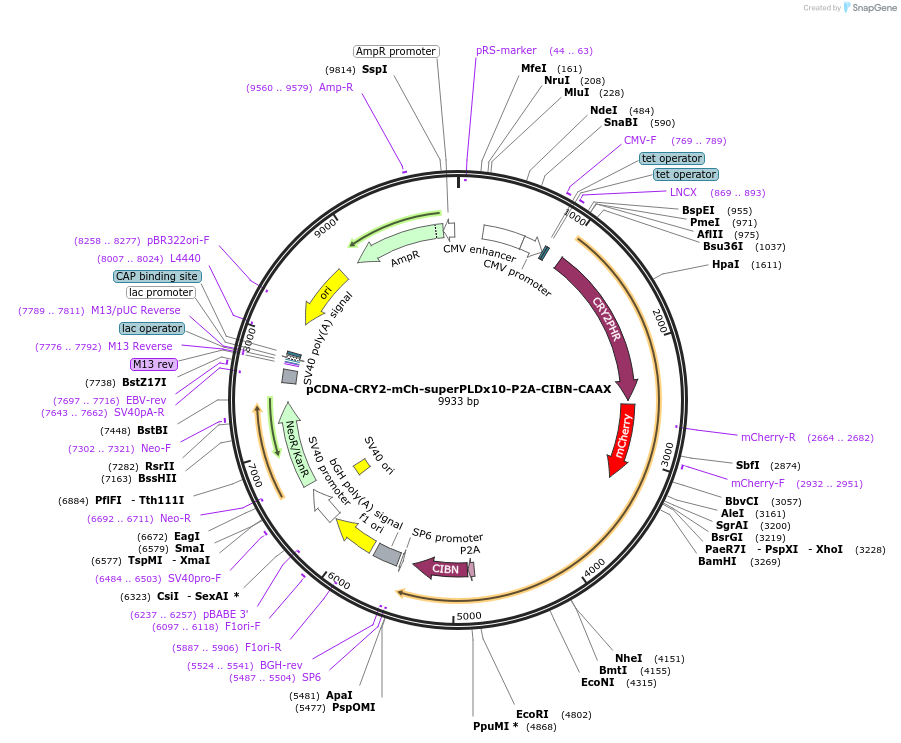188991-plasmid-map-sequence-id-371644